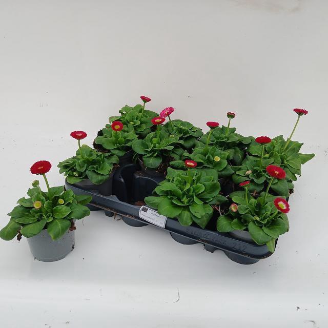 <h4>BELLIS PERENNIS</h4>