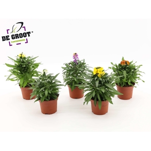 Erysimum mix (Mix per laag/kar)