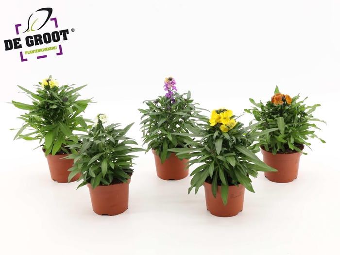 <h4>Erysimum mix (Mix per laag/kar)</h4>