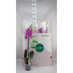 Phalaenopsis   ...mix