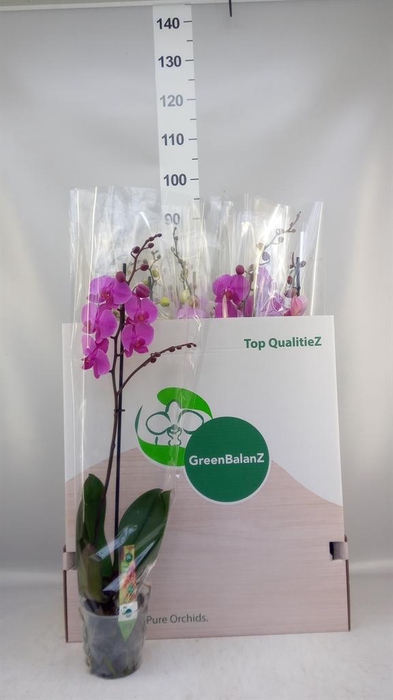 <h4>Phalaenopsis   ...mix</h4>
