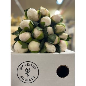 Paeonia Colonel Owen Cousins