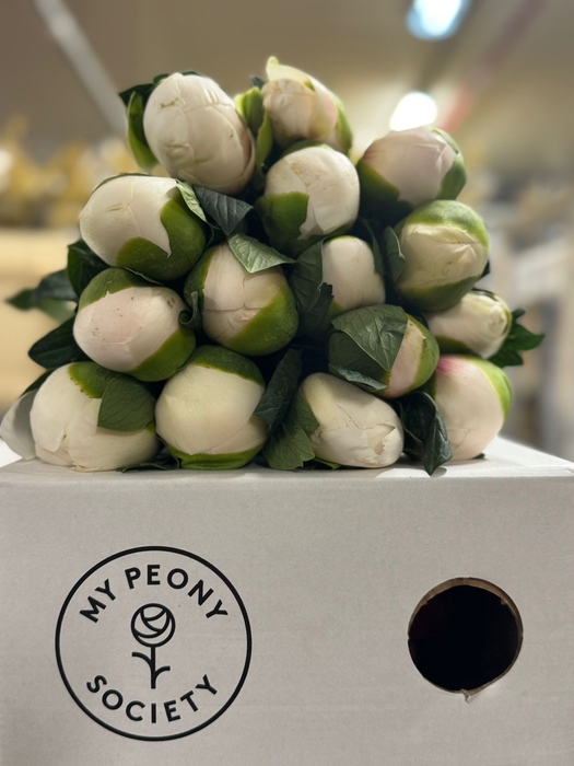 <h4>Paeonia Colonel Owen Cousins</h4>