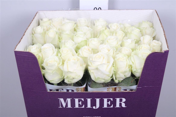 <h4>R Gr Avalanche+</h4>