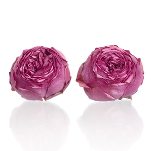 Garden Rose Pink Piano 4,5-5cm