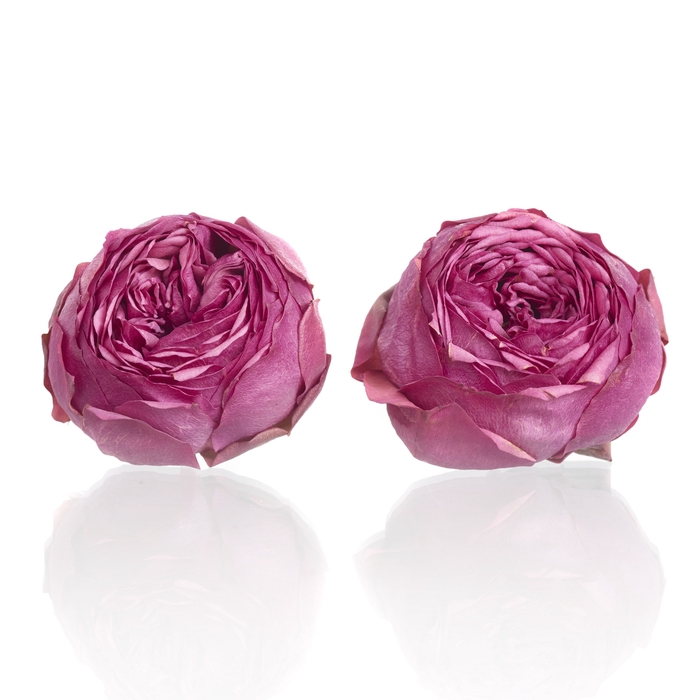 Garden Rose Pink Piano 4,5-5cm