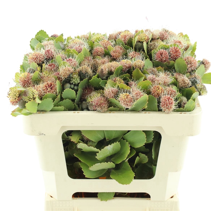 <h4>Kaaps Winterii Buds</h4>