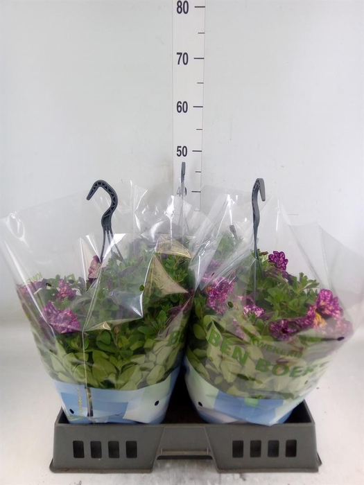 <h4>Petunia ...</h4>