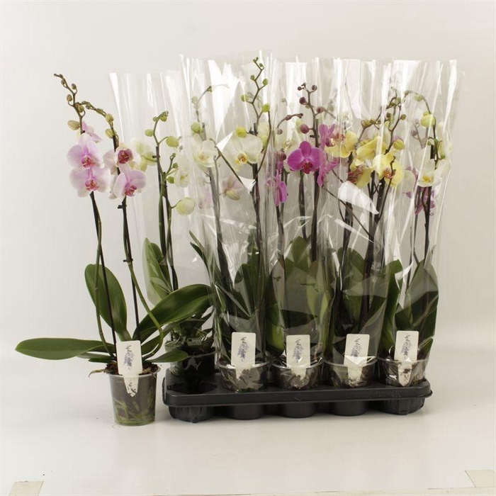 <h4>PHAL GEM 5 KL</h4>