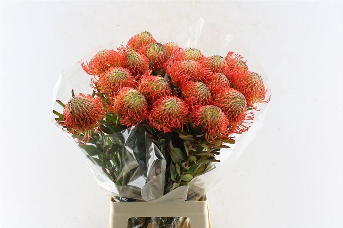 <h4>Leuco Co Succession</h4>