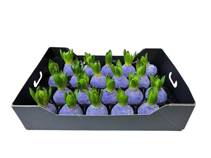 HYACINTH WAX GLIT-LAVENDER