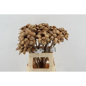 Stick Dahlia Sweet Natural