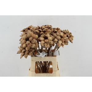 Stick Dahlia Sweet Antique Gold