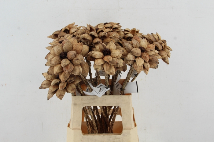 <h4>Stick Dahlia Sweet Natural</h4>