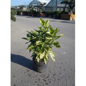 Aucuba japonica overig