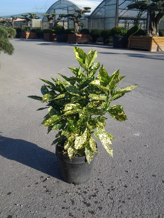 <h4>Aucuba japonica overig</h4>