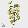 Viburnum roseum