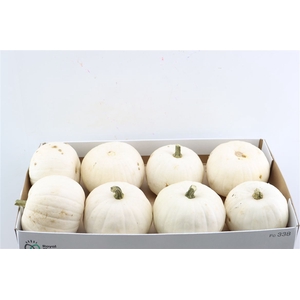 Sier Cuc P Snowball X8