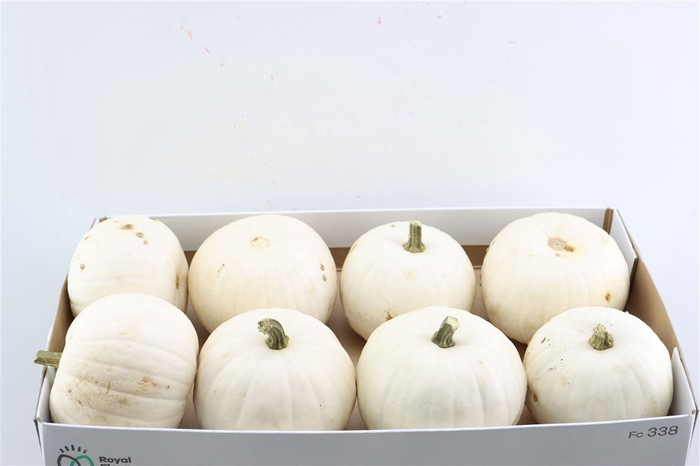 <h4>Sier Cuc P Snowball X8</h4>
