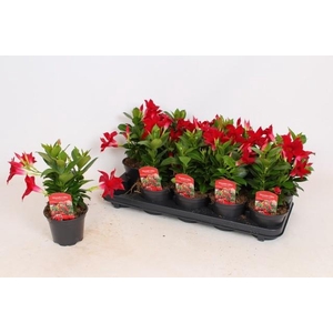 MANDE RIO DEEP RED