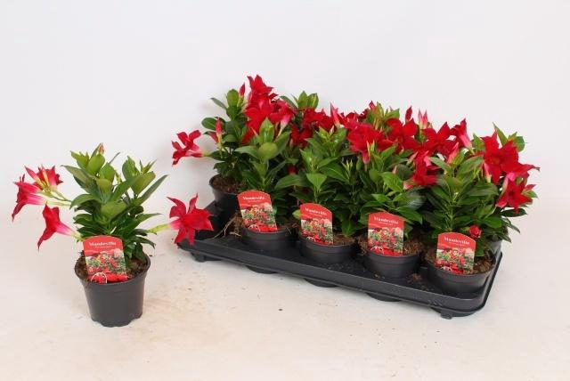 <h4>MANDE RIO DEEP RED</h4>