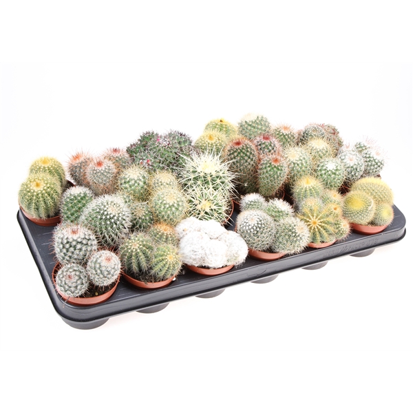 <h4>Cactus bol mix</h4>