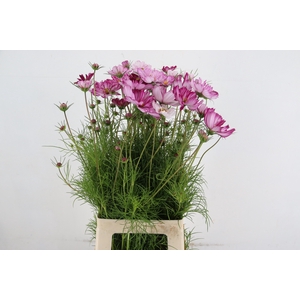 COSMOS BIPINNATUS