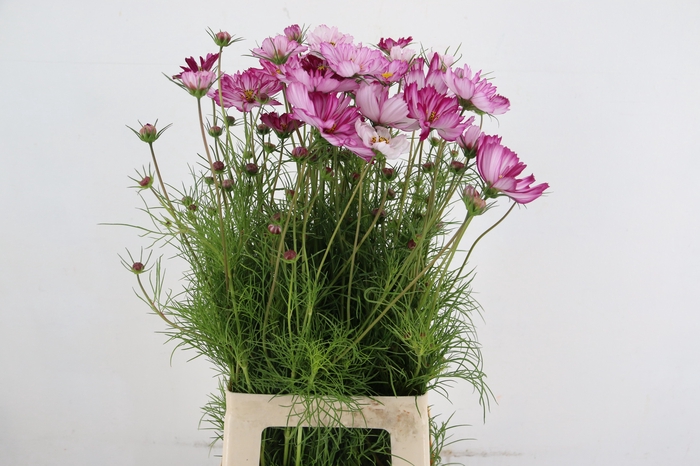 <h4>COSMOS BIPINNATUS</h4>