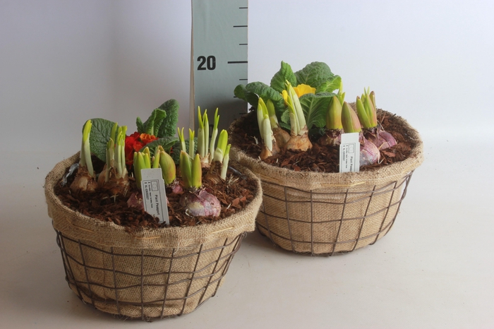 <h4>ARR BOL KNOLGEWAS</h4>