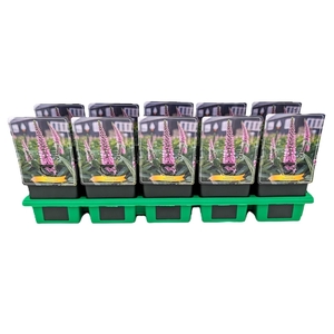 Veronica 'Candela Pink' P11