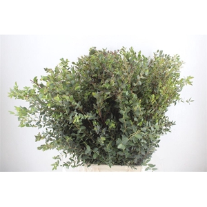 Euca Parvifolia 400gr P Bunch