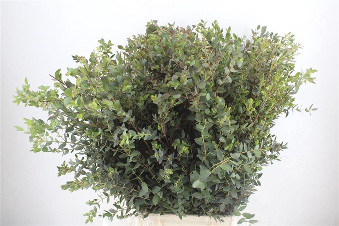 <h4>Euca Parvifolia 400gr P Bunch</h4>
