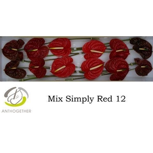 Anth A Simply Red 13 cm X12 Spek Flowers