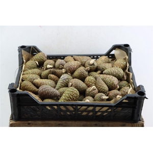 Pinea Mini Naturel X75 Crate