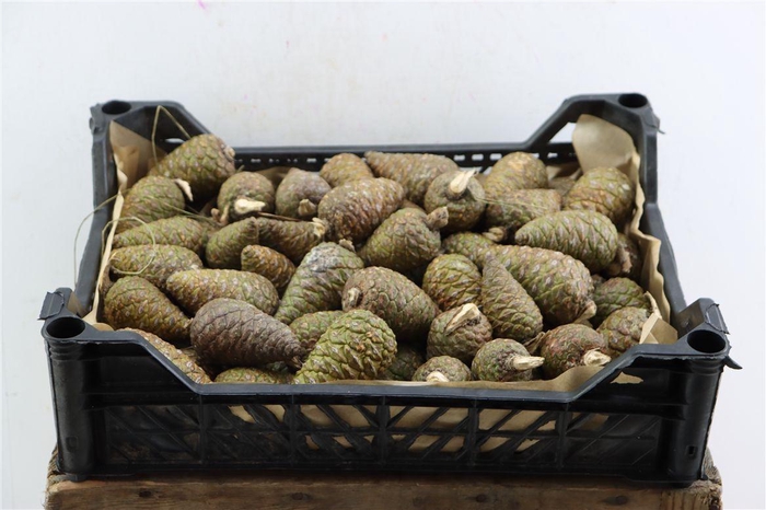 <h4>Pinea Mini Naturel X75 Crate</h4>