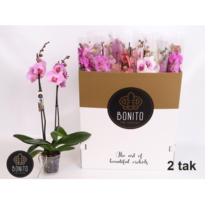PHAL GEM 7 KL