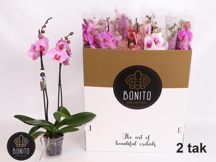 <h4>PHAL GEM 7 KL</h4>