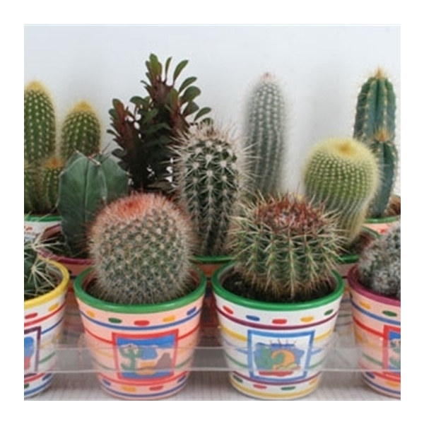 <h4>4 Mexicopot cactus 8,5 cm</h4>