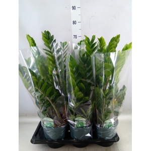 Zamioculcas zamiifolia
