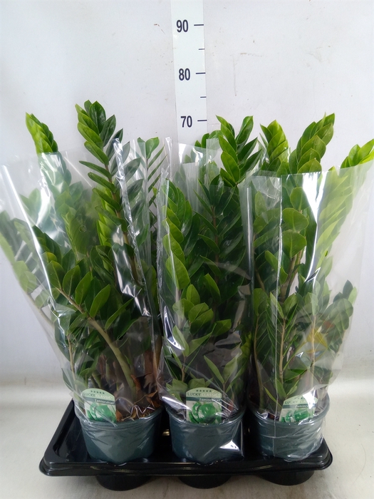 <h4>Zamioculcas zamiifolia</h4>