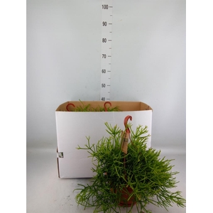 Rhipsalis heteroclada