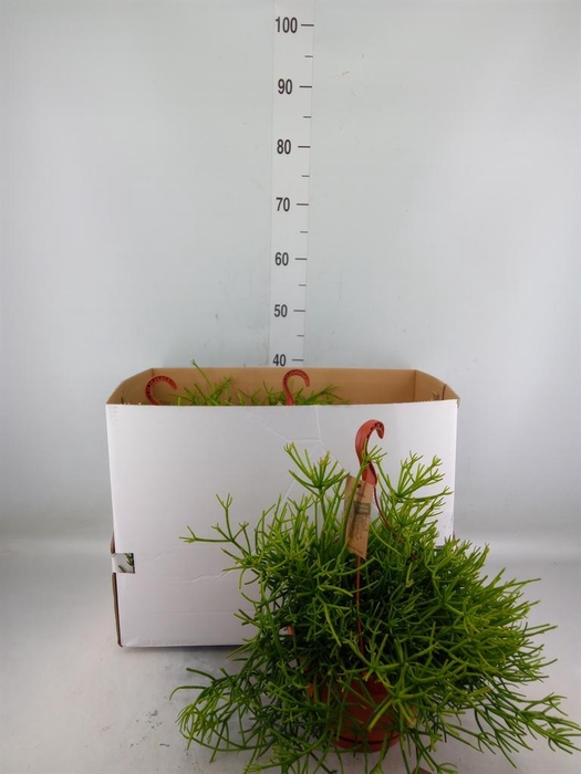 <h4>Rhipsalis heteroclada</h4>