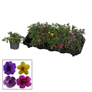 Calibrachoa - 10,5 cm - mix