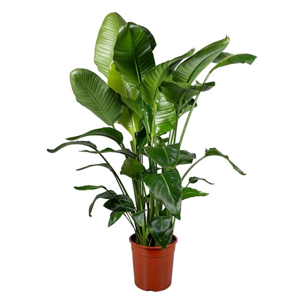 <h4>Strelitzia nicolai 6+ stek 140-150cm</h4>