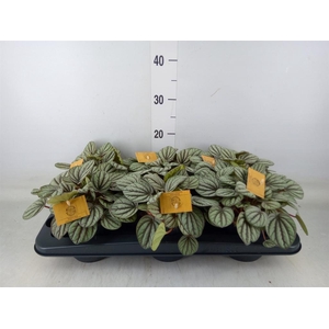 Peperomia