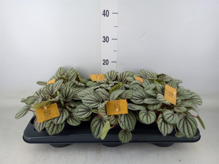<h4>Peperomia</h4>
