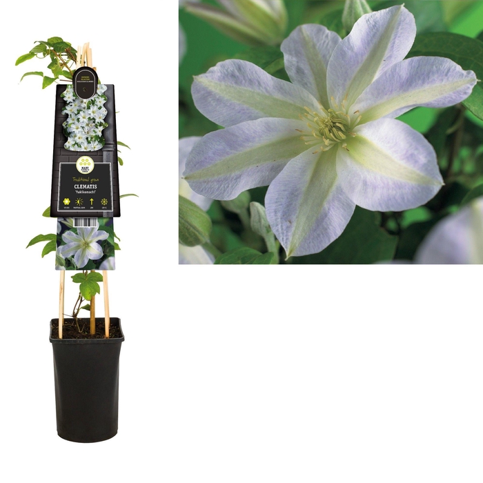 <h4>Clematis 'Yukikomachi' +3.0 label</h4>