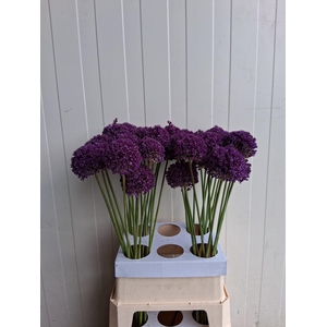 ALLIUM AMBASSADOR