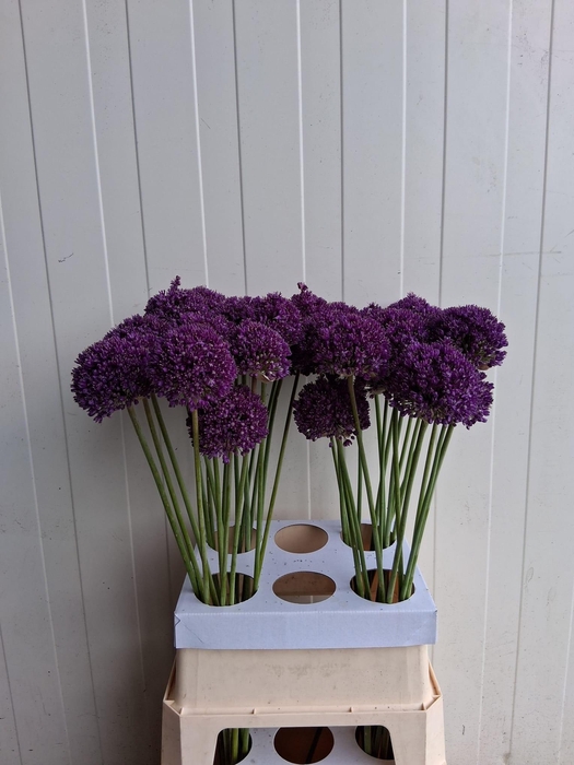 <h4>ALLIUM AMBASSADOR</h4>