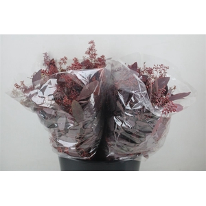 Euca Populus Berry Short Abs Red 150g Pbs
